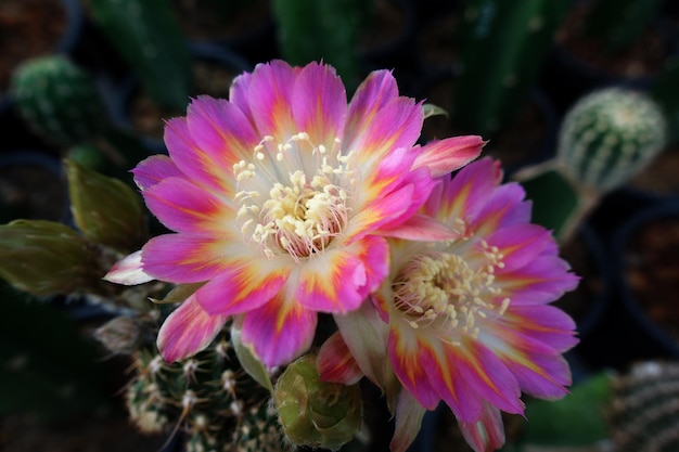 Flores de cacto florescem cacto encantador 'Lobivia' com cor fúcsia e amarela