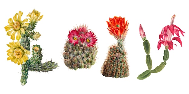 Flores de cacto png conjunto de ilustrações botânicas vintage remixadas das obras de arte de Mary Vaux Walcott