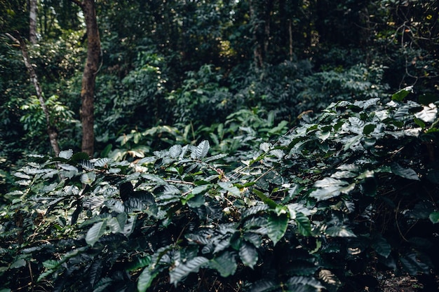 Flores de café na plantação