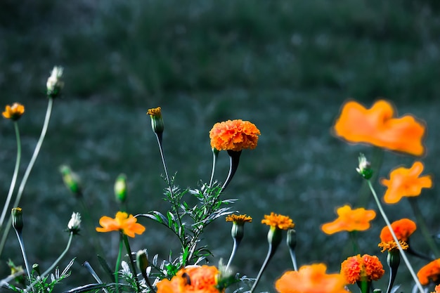 Flores de calêndula amarela e laranja Tagetes em flor entre outras flores no jardim