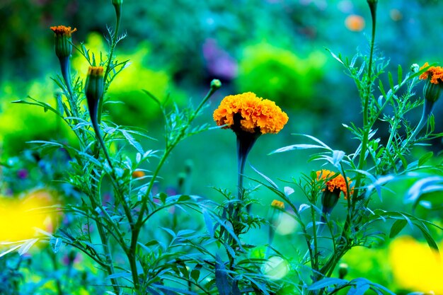 Flores de calêndula amarela e laranja Tagetes em flor entre outras flores no jardim