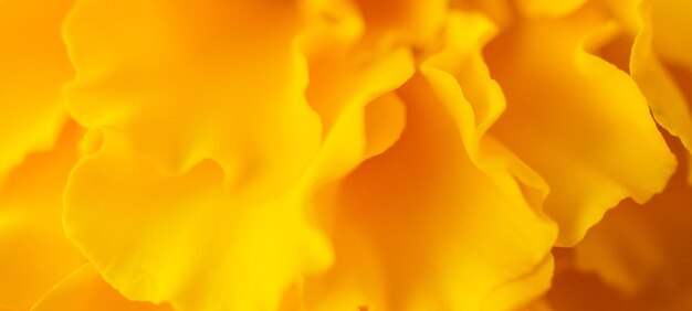 Flores de calêndula amarela fecham o fundo abstrato