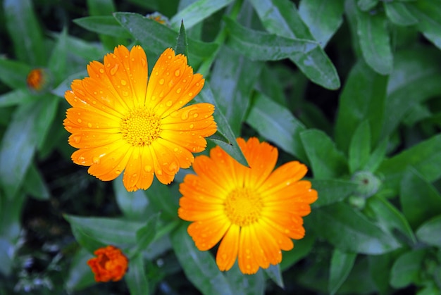 Flores de calêndula, Calendula officinalis em gotas de água