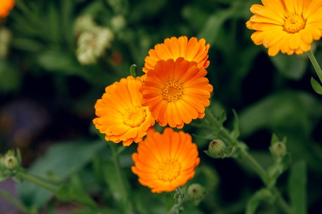 Flores de calêndula em crescimento