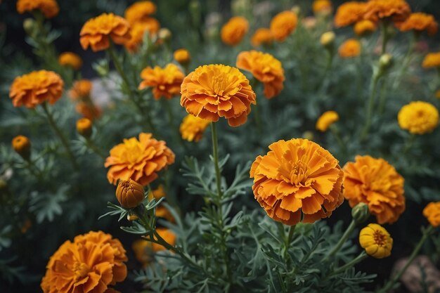 Flores de calêndula em habitat natural