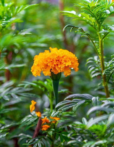 Flores de calêndula em um campo em um dia sem o campo agrícola do sol com floração