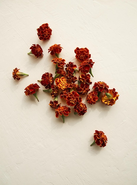 Flores de calêndula em um fundo claro Belas sombras Fundo para cartão postal espaço de cópia de rótulo