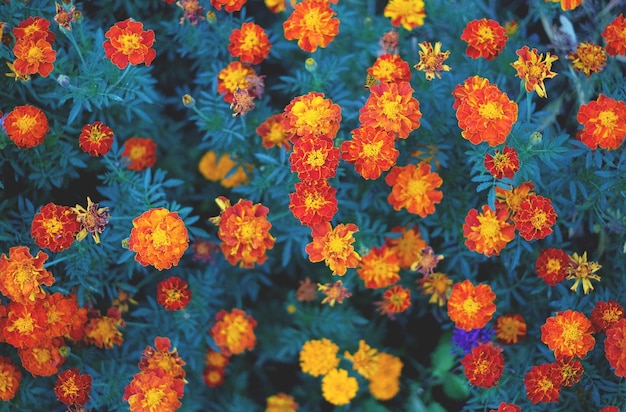 Flores de calêndula laranja e amarelas no jardim