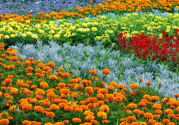 Flores de calêndula laranja e amarelo, vermelho scarlet salvia no canteiro de flores. fundo de verão.