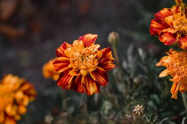 Flores de calêndula laranja no jardim de outono