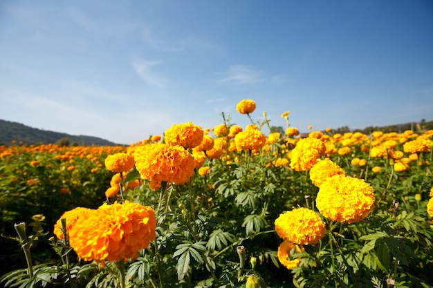 Flores de calêndula na fazenda