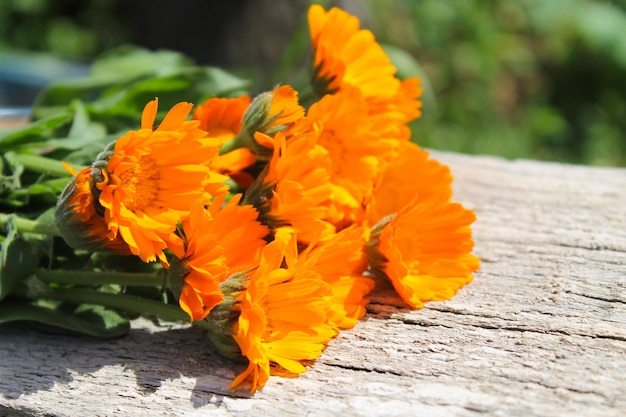 Flores de calêndula no fundo de madeira