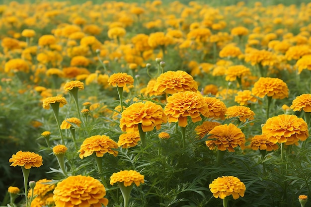 Flores de calêndula no jardim Campo de calêndula