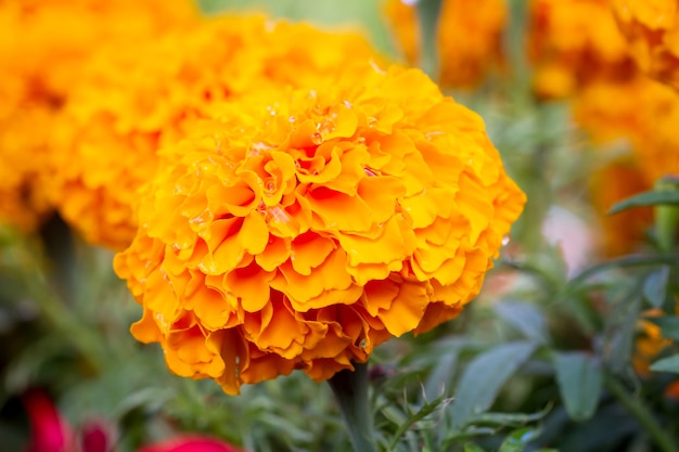 Flores de calêndula no Prado no jardim