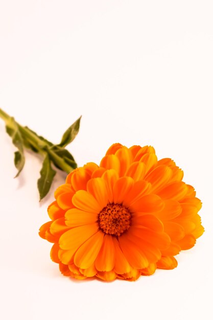 Foto flores de calendula officinalis em fundo branco asteraceae calenduleae