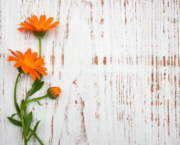 Flores de calêndula