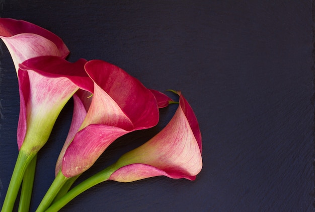 Flores de calla lilly rosa frescas