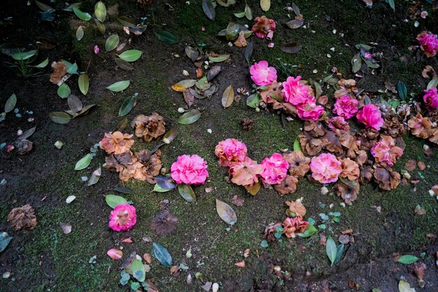 Flores de camélia no chão