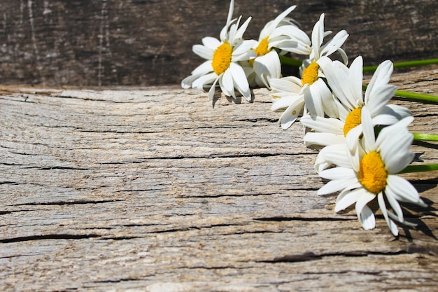 Flores de camomila branca no fundo de madeira