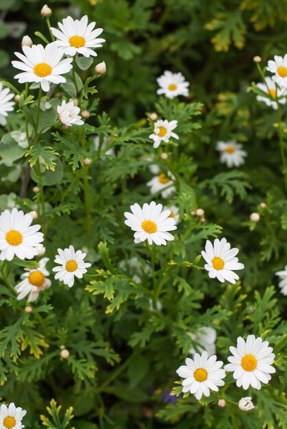 Flores de camomila brancas