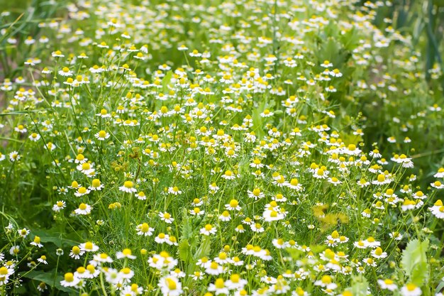 Flores de camomila crescendo ao ar livre Plantas médicas na época de floração