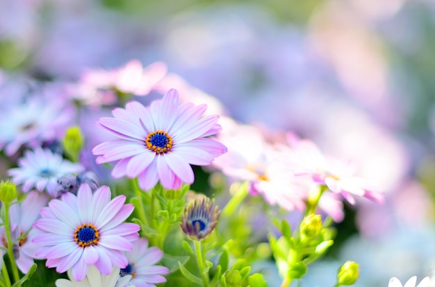 Flores de camomila da família Aster