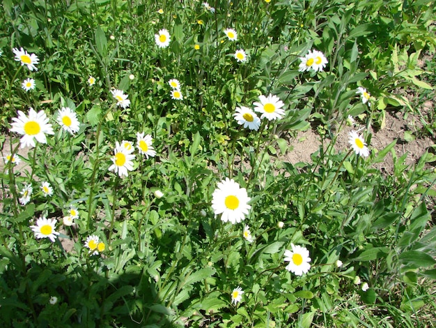 Flores de camomila de campo fechadas Linda cena natural com camomilas médicas florescendo no dia do sol