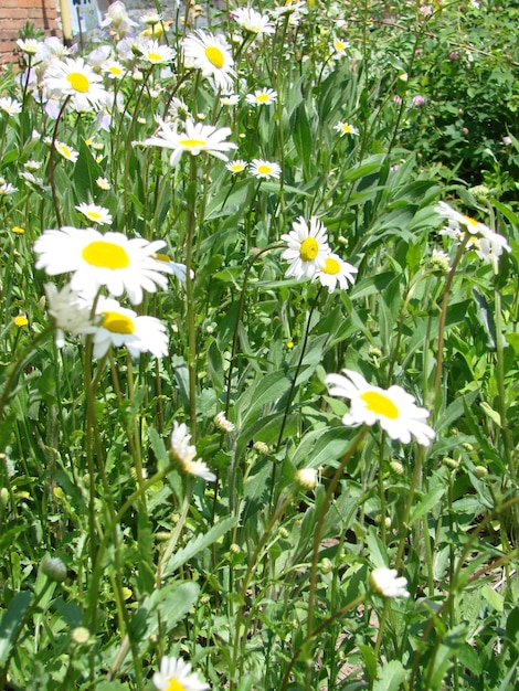 Flores de camomila de campo fechadas Linda cena natural com camomilas médicas florescendo no dia do sol