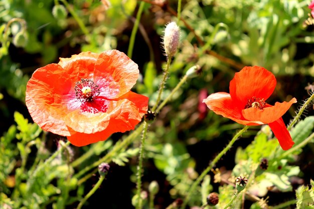 Flores de camomila do prado e paisagem rural de papoilas vermelhas