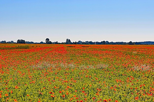 Flores de camomila do prado e paisagem rural de papoilas vermelhas