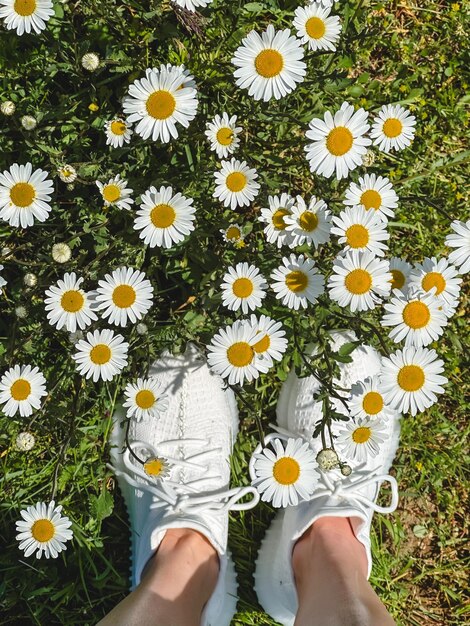 flores de camomila em campo verde