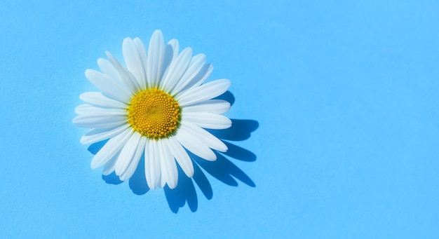 Flores de camomila em fundo azul