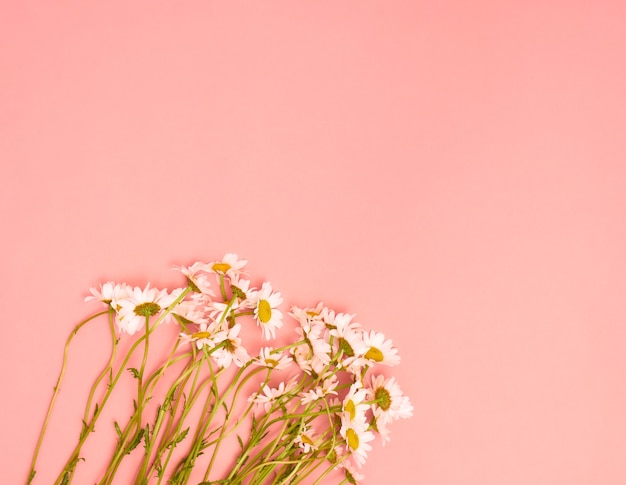 Flores de camomila em fundo rosa. camada plana, vista superior, espaço de cópia.