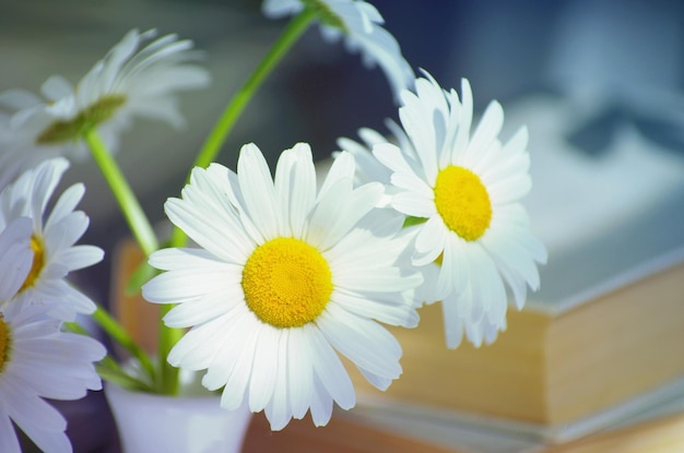 Flores de camomila em livros