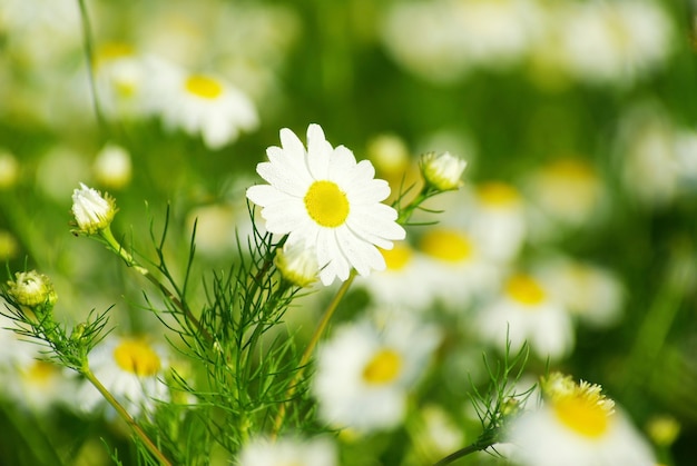 Flores de camomila em um campo