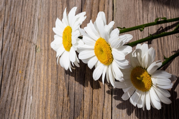 Flores de camomila em um de madeira