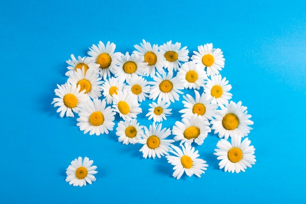 Flores de camomila em um fundo azul