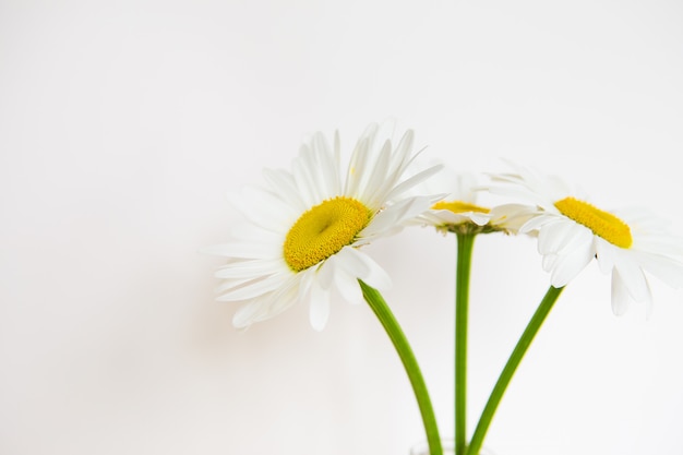 Flores de camomila em um vaso