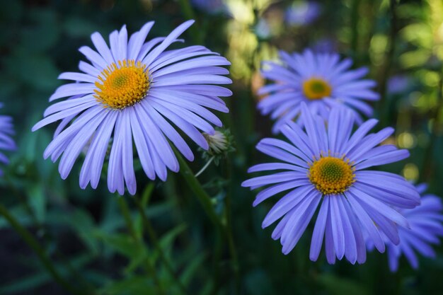 Flores de camomila lilás recolhidas no jardim fechado