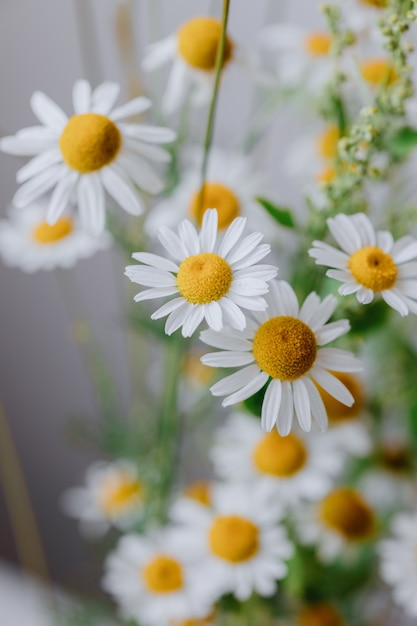 Flores de camomila no buquê de noivas ou como presente para uma mulher um buquê de margaridas para um aniversário