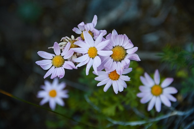 Flores de camomila selvagem crescendo na floresta