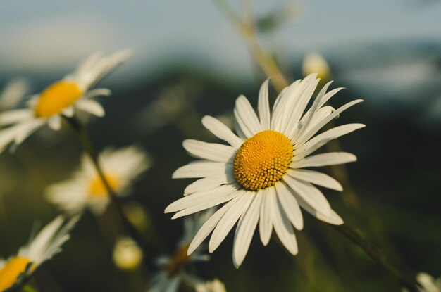 Flores de camomila selvagem