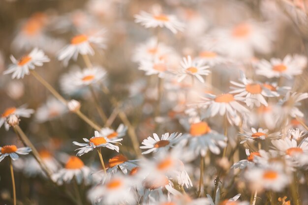 Flores de camomila. verão.