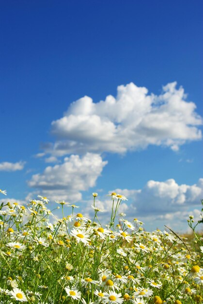 flores de camomila