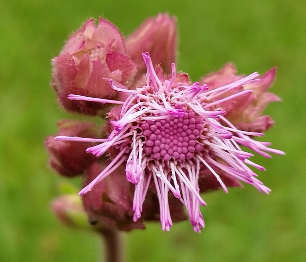 Foto flores de campo