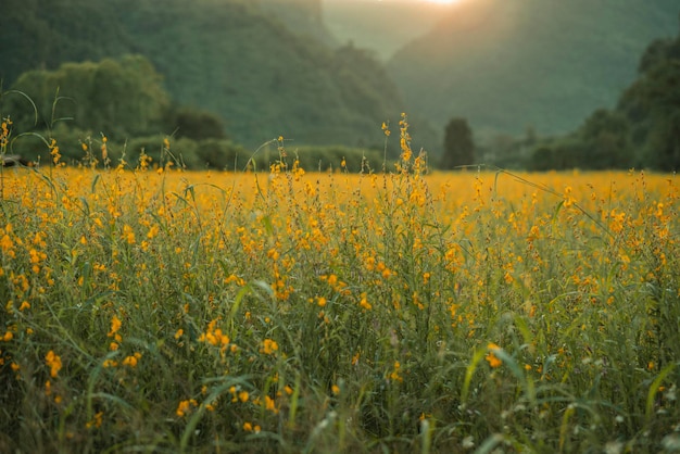 Flores de cânhamo no campo foco turvo e suave do campo de cânhamo com espaço de cópia e texto