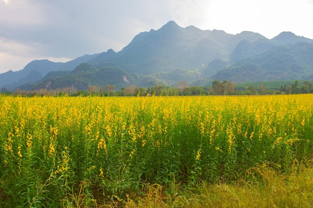 Flores de cânhamo no campo foco turvo e suave do campo de cânhamo com espaço de cópia e texto