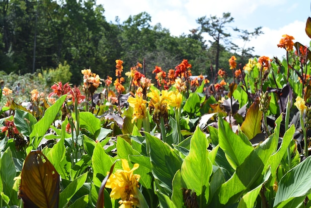 Flores de Canna contra o céu azul