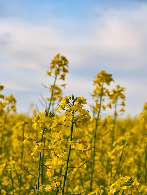 Flores de canola desabrochando fecham