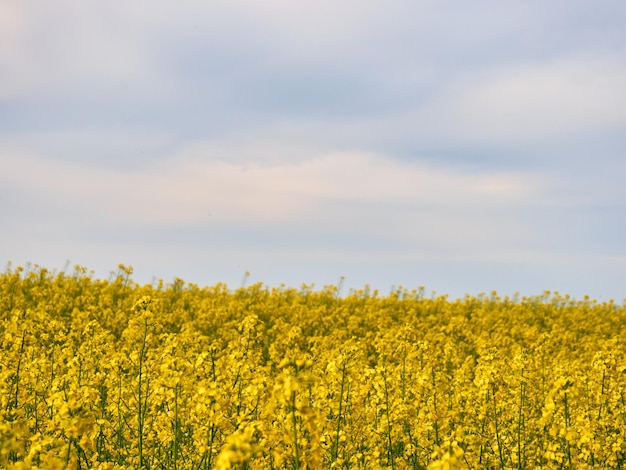 Flores de canola desabrochando fecham